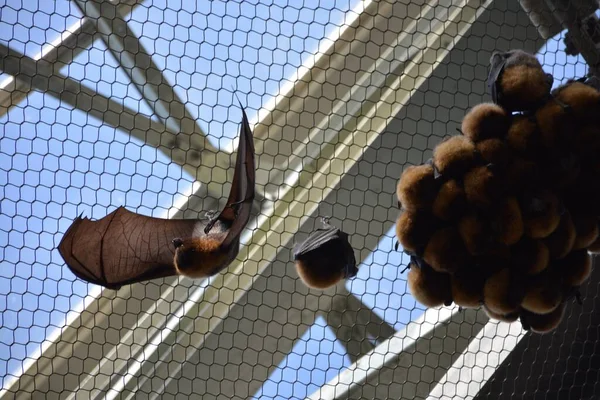 Group Bats Sleeping Upside Day Time — Stock Photo, Image