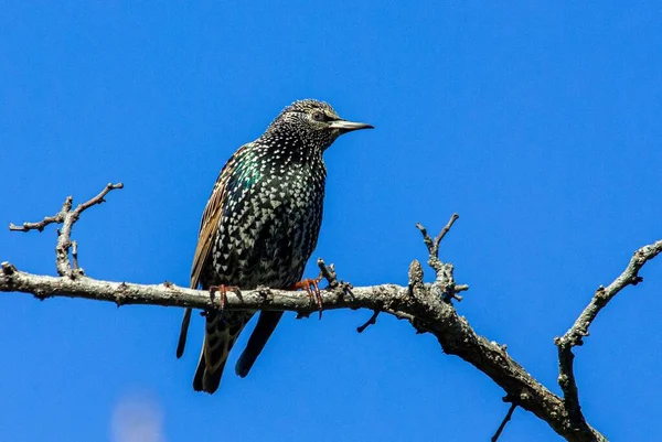 Plan Rapproché Étourneau Commun Assis Sur Une Branche Arbre — Photo