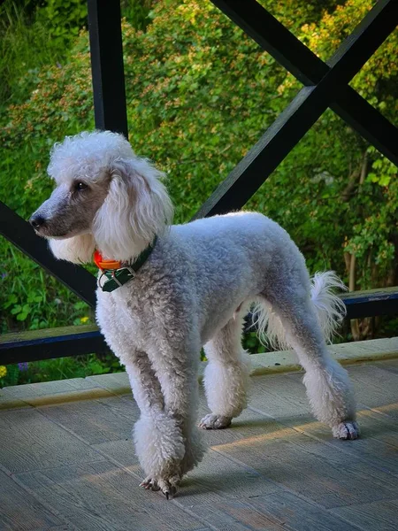 Bonito Branco Standard Poodle Com Colarinho Olhando Lado — Fotografia de Stock