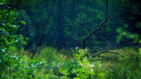 Een Laag Uitzicht Een Prachtig Bos Een Zonnige Dag — Stockfoto