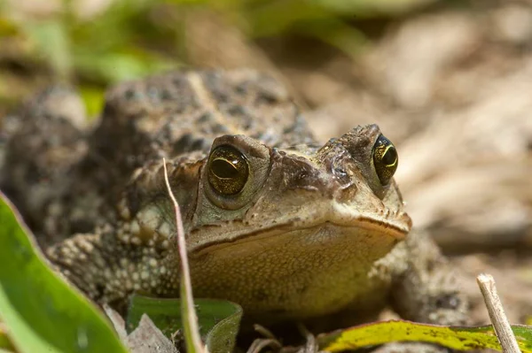 Close Shot Common Toad Blurry Background — Stock Photo, Image