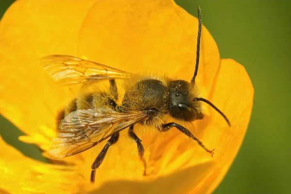 Nahaufnahme Einer Männlichen Roten Maurerbiene Osmia Rufa Die Einer Gelben — Stockfoto