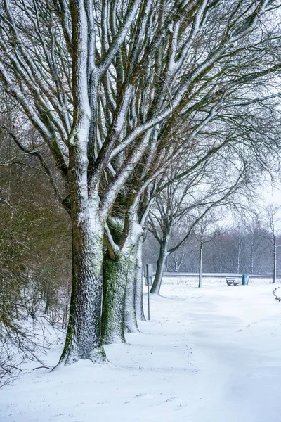 Een Verticaal Schot Van Bomen Bedekt Met Sneeuw Een Winterse — Stockfoto