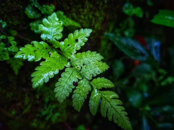 Крупним Планом Пишний Зелений Вологий Папороть Лісі — стокове фото