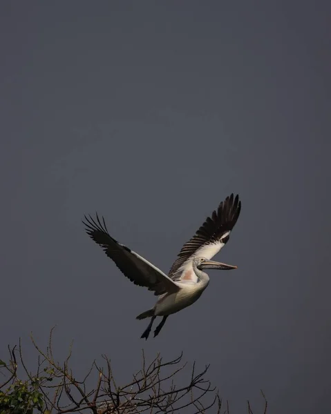 Eine Senkrechte Aufnahme Eines Dalmatiner Pelikans Pelecanus Crispus Beim Fliegen — Stockfoto