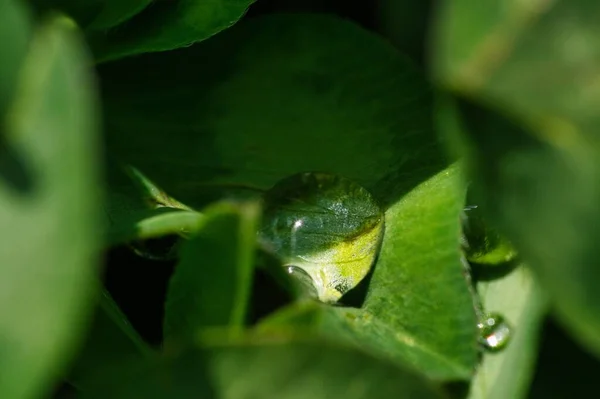 Крупный План Капли Воды Зеленом Листе — стоковое фото