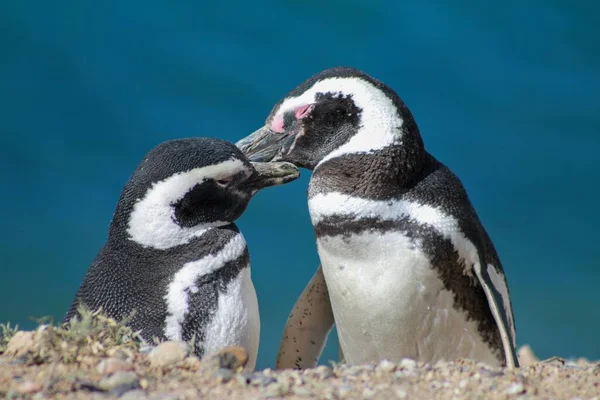 两只企鹅的漂亮镜头 — 图库照片