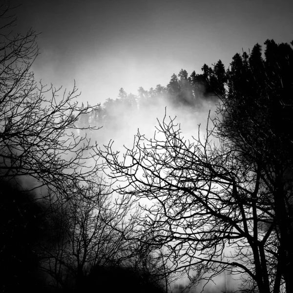 Una Foresta Raccapricciante Coperta Nebbia — Foto Stock