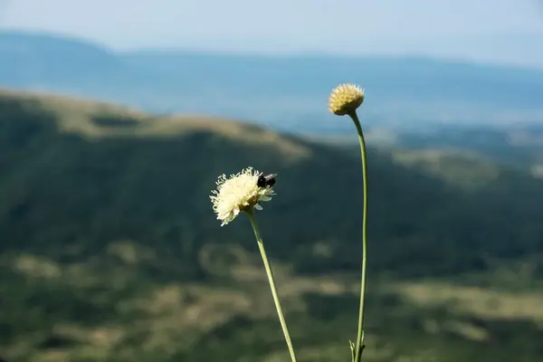 Ein Selektiver Fokus Einer Wanze Auf Wildblumen — Stockfoto