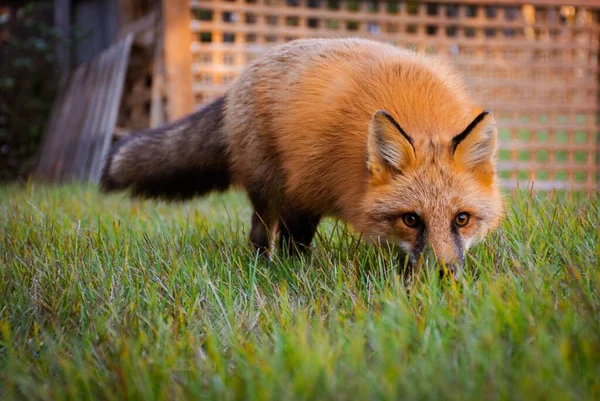 Schöne Aufnahme Eines Schlauen Fuchses Auf Dem Rasen Der Nach — Stockfoto
