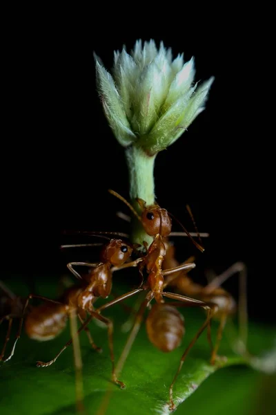 Dokumacı Karıncaların Yakın Plan Çekimi — Stok fotoğraf