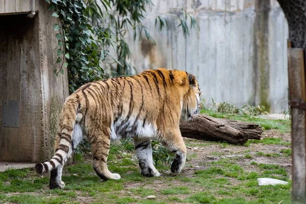 Tigre Siberiano Amur Subespécie Panthera Tigris Tigris — Fotografia de Stock