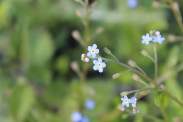 Belo Esqueça Não Pequenas Flores Azuis Com Centros Amarelos — Fotografia de Stock