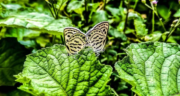 Pářící Dvojice Motýlů Černými Skvrnami Tarucus Balkanicus Nigra Usazených Zelených — Stock fotografie