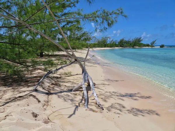 Пляжі Океанським Фоном Гілка Мертвого Дерева Пісочний Фон Блакитним Небом — стокове фото