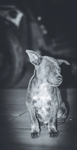 Parlak Bir Işıkla Boğulmuş Bir Köpek Yavrusunun Dikey Çekimi — Stok fotoğraf