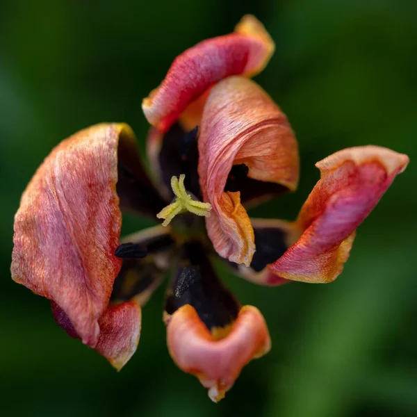 Close Top View Wilted Pink Tulip Flower — Stock Photo, Image