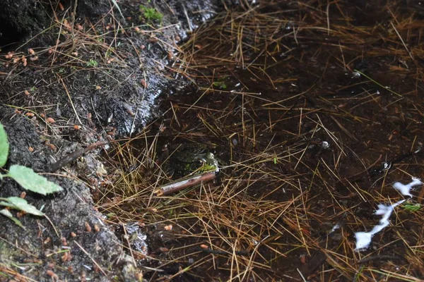 Żaba Siedząca Pośród Mokrej Trawy Płytkiej Wodzie Bagien — Zdjęcie stockowe