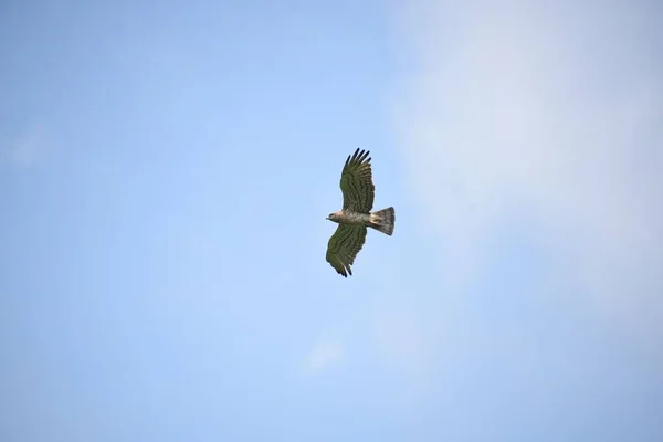 在阳光灿烂的日子里 一只黑鸟在天空中飞翔的特写镜头 — 图库照片