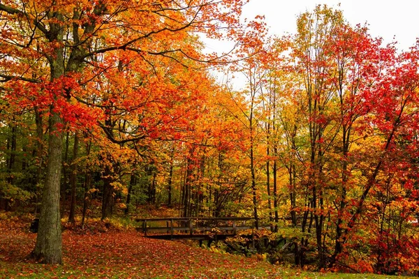 Uma Bela Foto Ácer Vermelho Com Folhas Coloridas Floresta Outono — Fotografia de Stock
