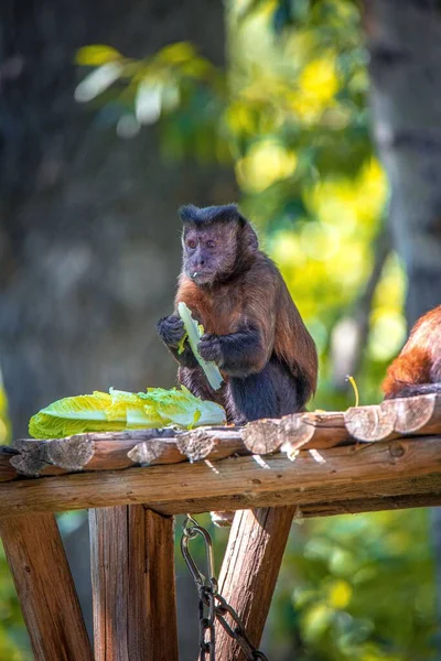 Disparo Vertical Mono Adorable Comiendo Hojas Lechuga Superficie Madera Zoológico —  Fotos de Stock