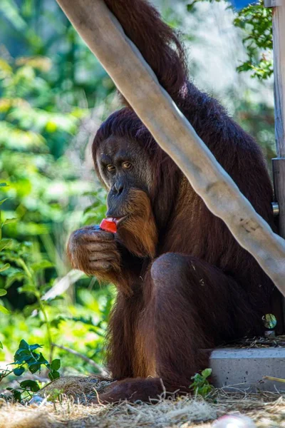 当Orangutans人坐在岩石上靠着树枝吃水果时的一张垂直的照片 — 图库照片