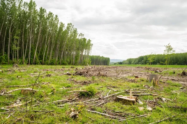 A view of a green land with cut down trees