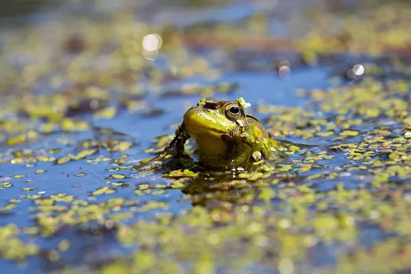 Green Frog Head Out Swamp Small Green Leaves — Stock Photo, Image
