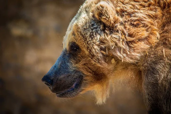 A closeup of adorable Grizzly bear's head in its enclosure in the zoo