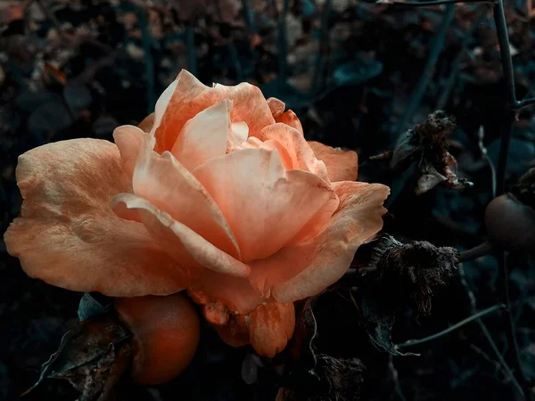Eine Nahaufnahme Der Wachsenden Orangefarbenen Rose Isoliert Unscharfen Hintergrund — Stockfoto