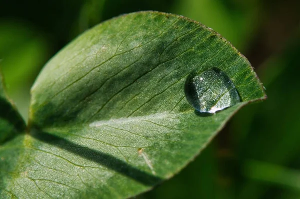 Крупный План Капли Воды Зеленом Листе — стоковое фото