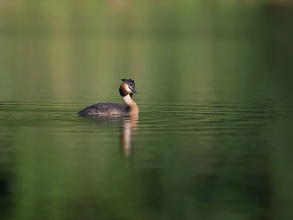 Close Great Crested Grebe Water Bird Nadando Lago Parque — Fotografia de Stock