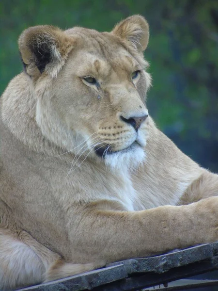 Retrato Vertical Leão Fêmea Calmo Descansando — Fotografia de Stock