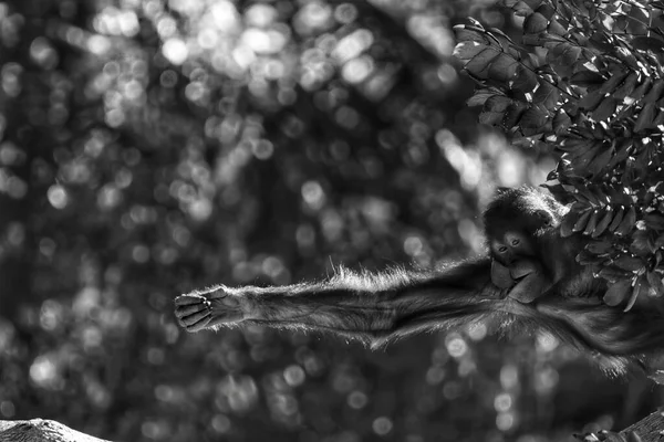 Singe Pendu Arbre Étendit Main Noir Blanc — Photo