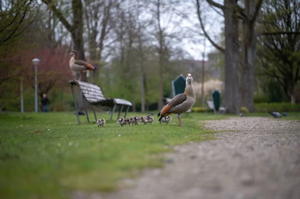 Вид Египетского Гуся Цыплятами Гуляющими Зеленой Траве Парке Амстердаме — стоковое фото