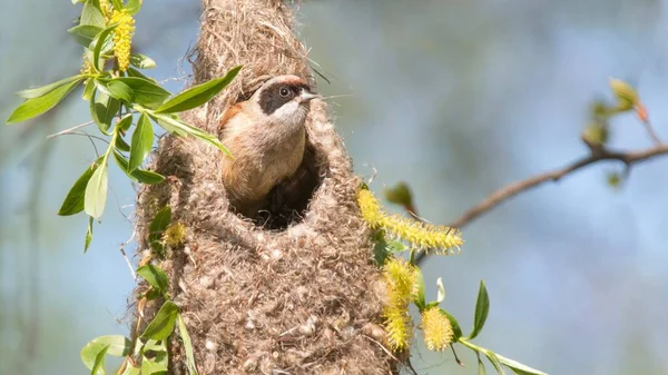 Primer Plano Pequeño Pájaro Común Remez Apoyado Fuera Del Nido —  Fotos de Stock