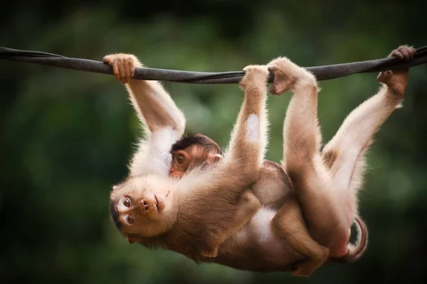 A Pig Tailed Macaque mum and baby crossing a man-made bridge over a river tributary