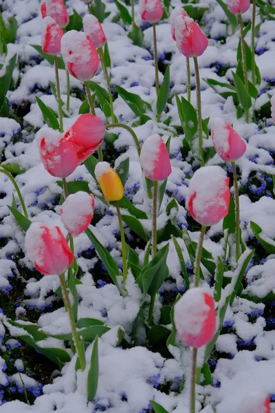 花园里被雪覆盖着的一片粉红色的郁金香 — 图库照片