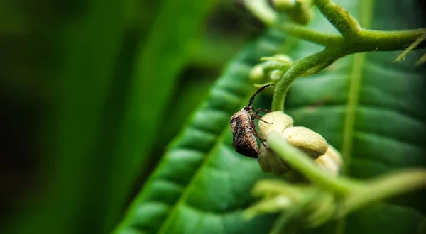 Closeup True Bug Bright Green Leaf — Stock Photo, Image