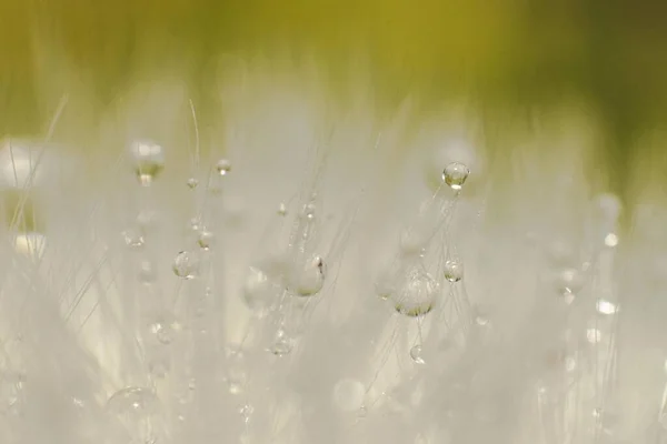 Closeup Dandelion Seeds Water Droplets — Stock Photo, Image