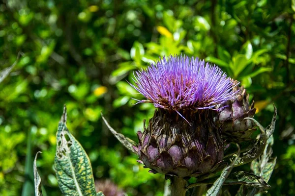 Closeup Purple Cynara Flower — Stock Photo, Image