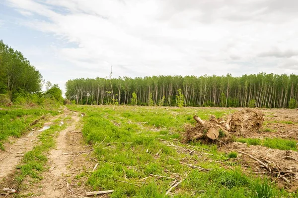 A view of a green land with cut down trees