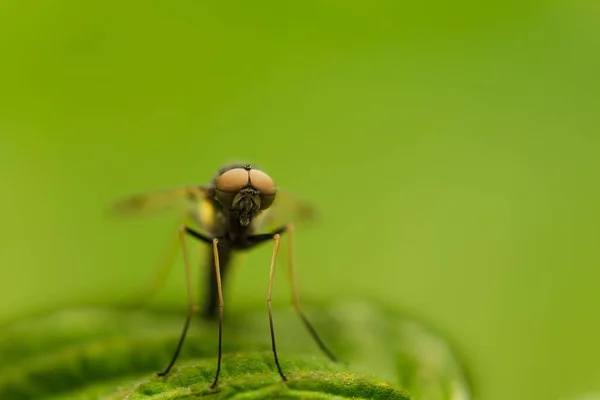 Närbild Bild Bild Fluga Suddig Grön Bakgrund — Stockfoto