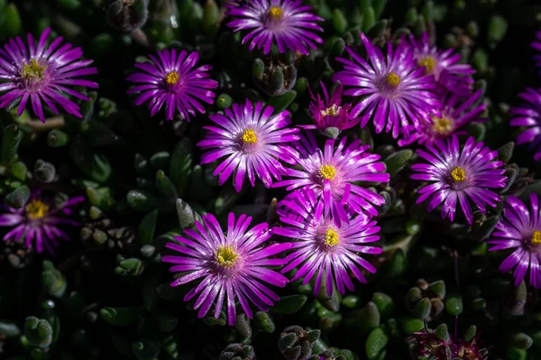 Macro Van Kleurrijke Bloemen Midden Een Wazig Veld — Stockfoto