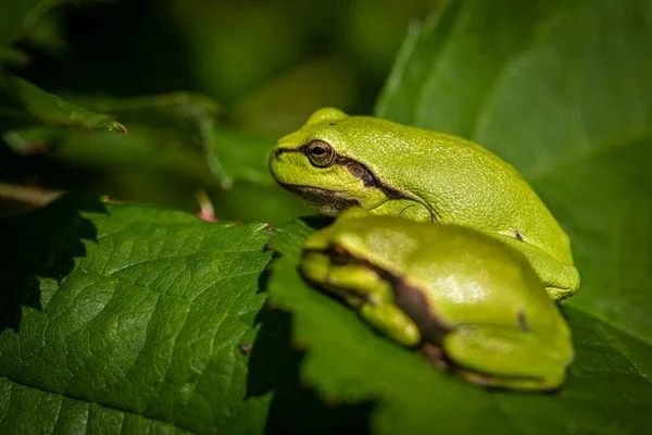 在模糊的背景下 一张两张树蛙在树枝上的特写照片 — 图库照片