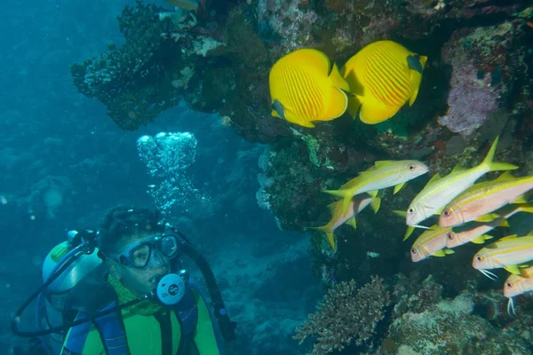 Multiracial Scuba Diver Exploring Undersea Different Fish — Stock Photo, Image