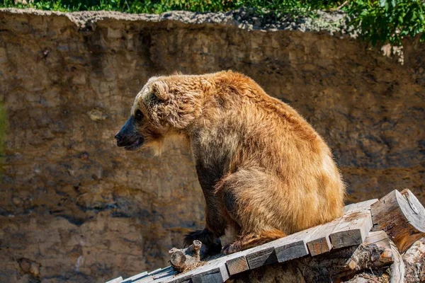 Adorable Grizzli Reposant Sur Une Surface Bois Dans Zoo — Photo