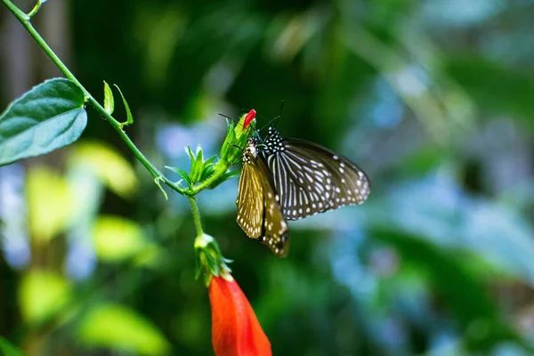 Foco Superficial Uma Grande Borboleta Ninfa Árvore Idea Leucono Galho — Fotografia de Stock