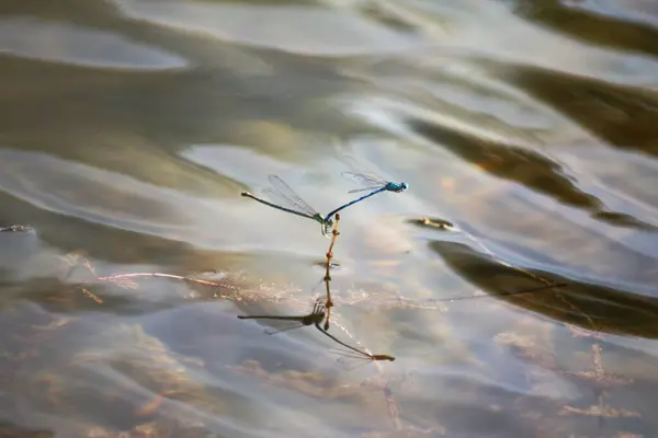 Dragonfly Odonata Vid Reproduktion Insekter Vattnet — Stockfoto