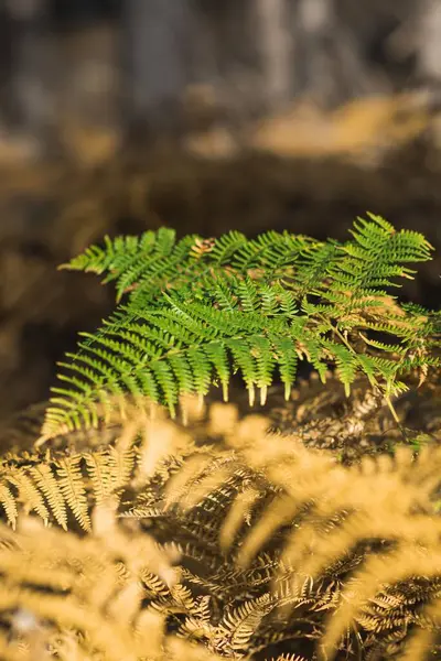 Eğreltiotu Yapraklarının Dikey Yakın Çekimi Bir Ormanda Yerde — Stok fotoğraf